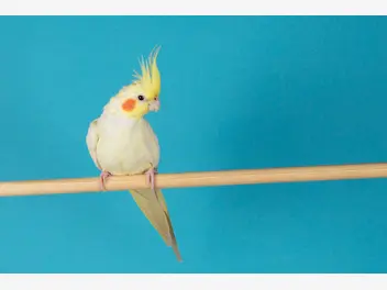 Ilustracja artykułu jaka jest cena papugi nimfy? zobacz, ile kosztuje popularna papuga