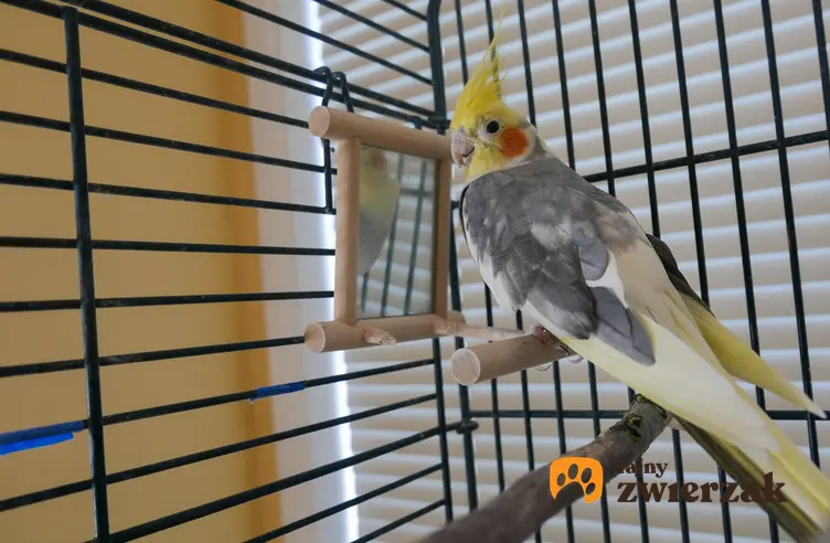 Papuga nimfa w klatce, a także klatki dla papug, ich rodzaje i ceny