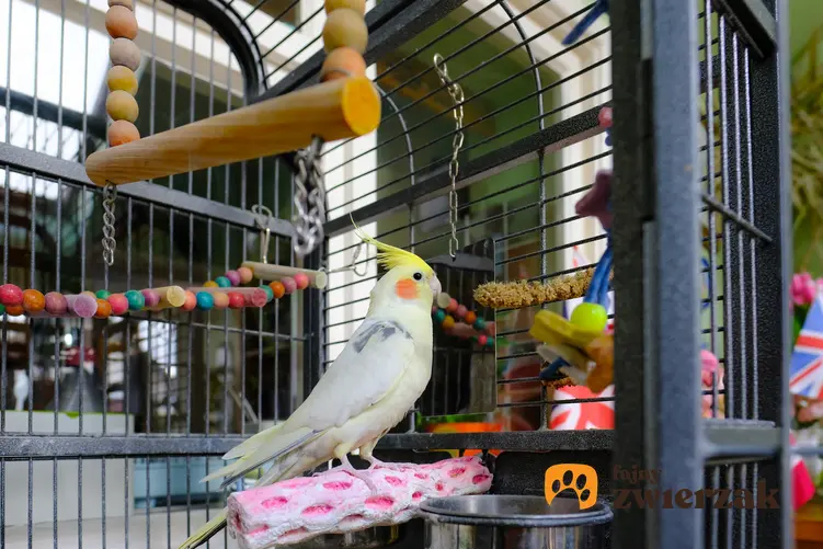 Papuga w dużej klatce, a także polecane klatki dla papug, rodzaje i cena