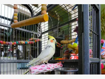 Ilustracja artykułu klatki dla papug – modele, wymiary, wyposażenie, ceny, porady