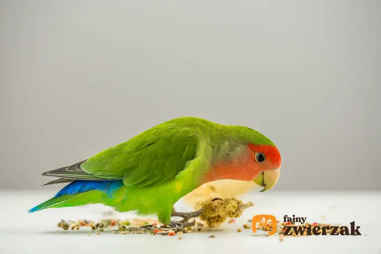 Papuga jedząca pokarm na szarym tle, a także pokarm i karma dla papug