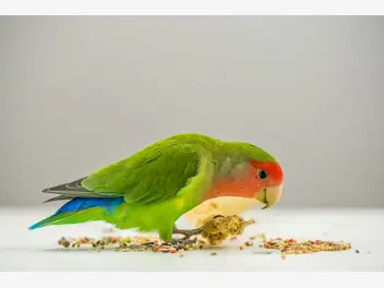 Ilustracja artykułu pokarm dla papug – rodzaje, skład, wartości odżywcze, cena