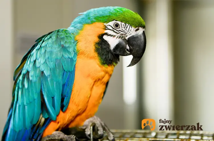 Kolorowa papuga ara, a także domowe ptaki ozdobne, ich hodowla i cena