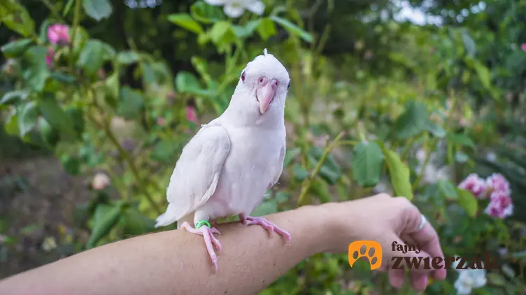 Nimfa białogłowa na ręce, a także inne ciekawe gatunki ptaków występujących w Polsce