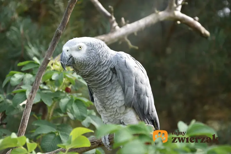 Papuga żako na tle zieleni, a także inne ciekawe gatunki ptaków występujących w Polsce