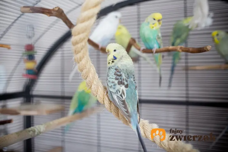 Papużka falista w dużej klatce, a także inne ciekawe gatunki ptaków występujących w Polsce