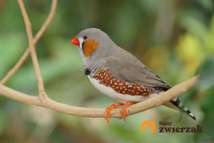 Zeberka zwyczajna na tle zieleni, a także inne ciekawe gatunki ptaków występujących w Polsce