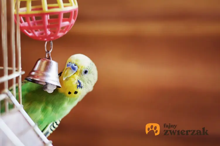 Papuga bawiąca się zabawką z dzwoneczkiem, a także żerdko i inne zabawki dla ptaków