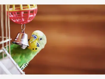 Ilustracja artykułu top 4 zabawki dla ptaków. zobacz, jakie akcesoria pokocha każdy ptak