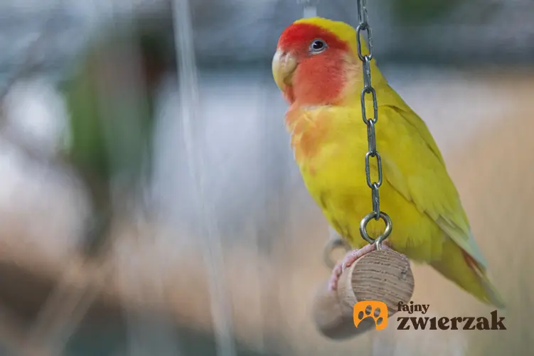 Huśtawka z papugą w klatce, a także zabawki dla ptaków, rodzaje i ciekawostki
