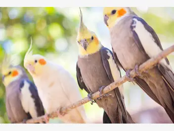 Ilustracja artykułu gdzie znajduje się dobra hodowla papugi nimfy? zobacz, gdzie kupić ptaki