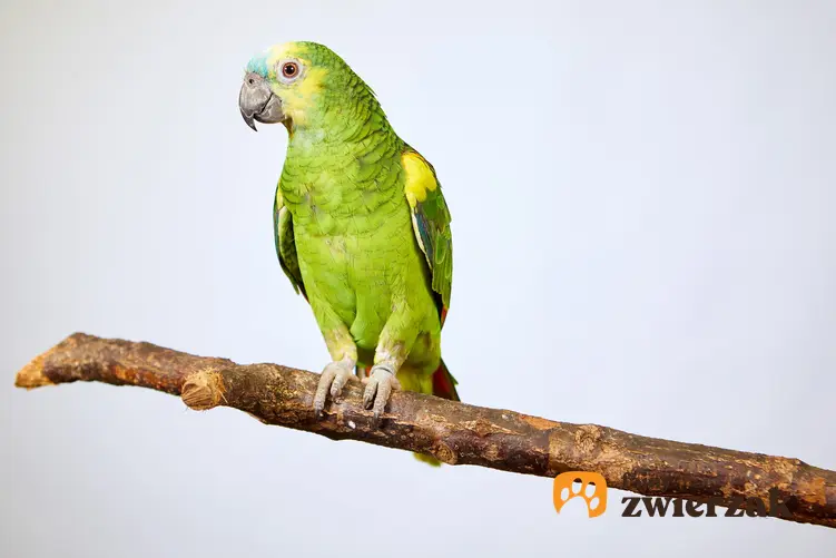 Papuga amazonka na gałęzi na białym tle i inne gadające papugi domowe, ciekawoski i porady