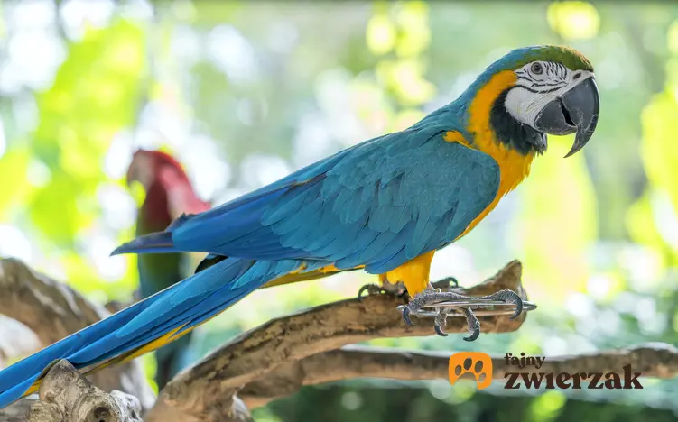 Papuga ara na łonie natury i inne gadające papugi domowe, ciekawoski i porady