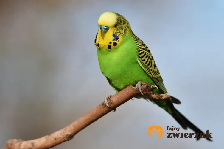 Papuga falista na gałęzi i inne gadające papugi domowe, ciekawoski i porady