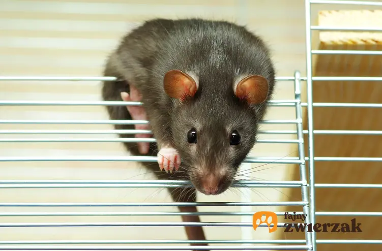 Czarny szczur domowy wychodzący z klatki oraz cena szczura domowego i hodowla szczurów