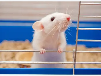 Ilustracja artykułu jaka jest cena szczura domowego? zobacz, ile kosztuje szczurek hodowlany