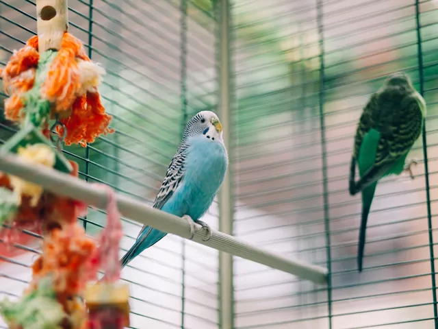 Jak zbudować wolierę dla ptaków