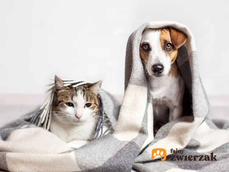 Kot i pies pod kocem, a także koronawirus jelitowy u psa i u kota oraz objawy i leczenie