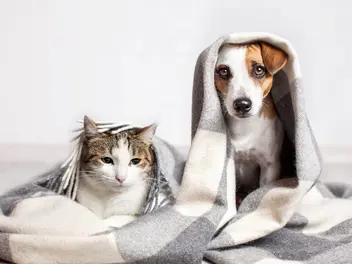 Ilustracja artykułu koronawirus jelitowy u psa i kota – objawy, leczenie, rokowania