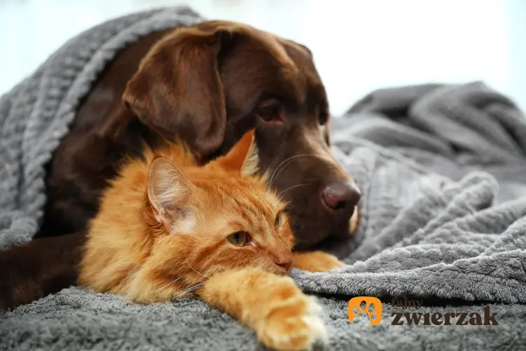 Pies i kot pod kocem w domu oraz koronawiroza i koronawirus jelitowy, objawy i leczenie
