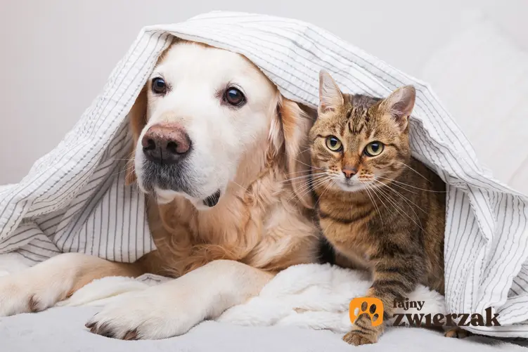 Kot i pies pod kocem, a także koronawirus jelitowy, koronawiroza u psa i u kota oraz objawy i leczenie