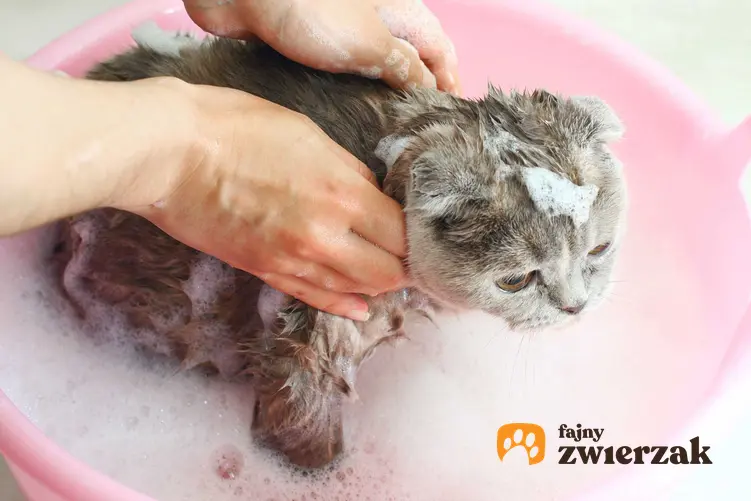 Jak kąpać kota? Kąpaniemałego kota w misce z wodą i delikatnym szamponem to sposób na pielęgnację sierści.