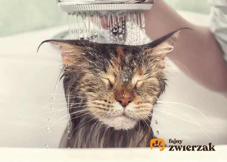 Kąpanie kota pod bieżącą wodą z szamponem dla kota oraz pielęgnacja sierści kota.