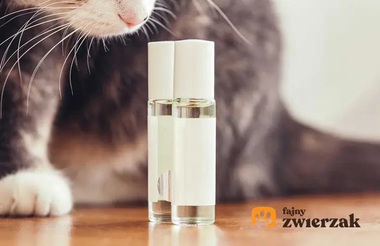 Kot wąchający zapach feromonów dla kota w szklanych buteleczkach.