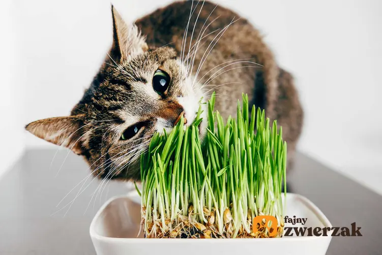 Kot lubi jeść trawę, specjalne rodzaje trawy dla kota są dla nich szczególnie atrakcyjne i smaczne.