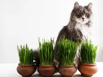 Ilustracja artykułu trawa dla kota – rodzaje, ceny, uprawa, zastosowanie