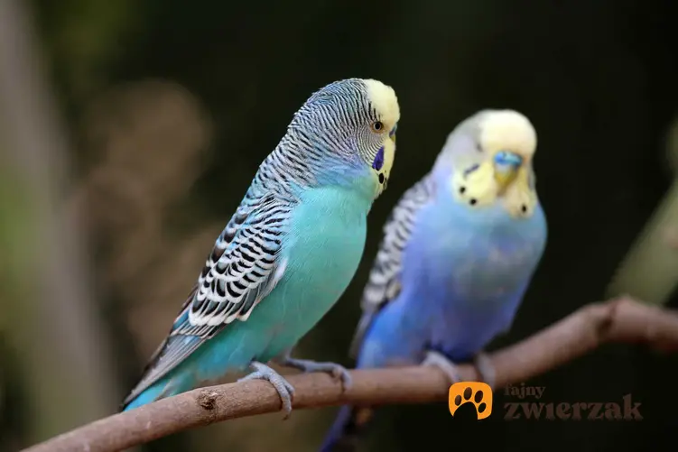Rozmnażanie papugi falistej o niebieskich piórach zaczyna się od dobrania pary do lęgu