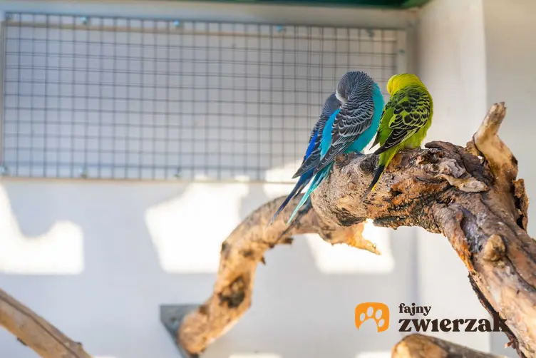 Długość życia papug falistych zależy od ich pielęgnacji i miejsca. Papugi faliste na konarze drzewa.