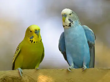 Ilustracja artykułu ile żyją papugi faliste? zobacz, jaka jest długość życia popularnych papug