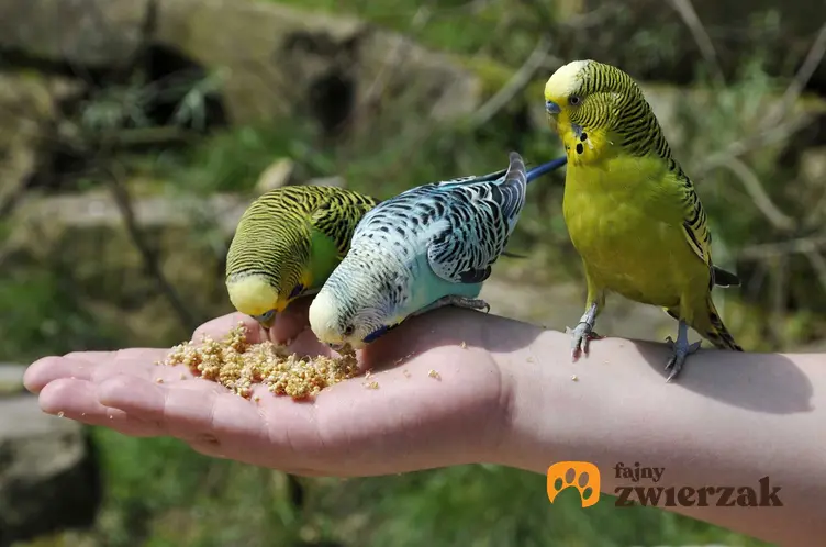 Papugi faliste jedzące jedzenie dla papug, drobne ziarno położone na dłoni.