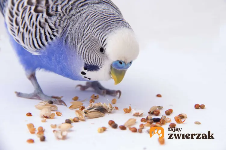 Papuga falista jedząca ziarno i słonecznik rozsypane na bialym podłożu