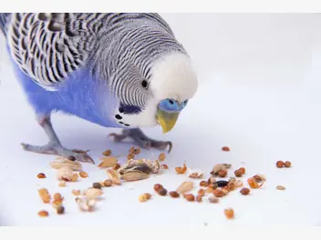 Ilustracja artykułu co jedzą papugi? przedstawiamy menu papug domowych