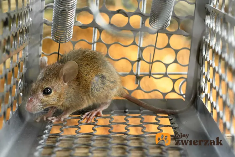 Szczur złapany w żywołapkę żywochwytną z automatycznym zamykaniem.