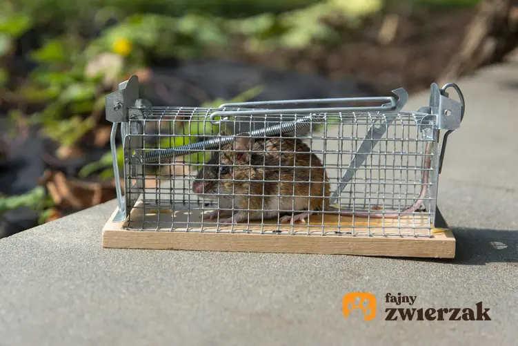 Żywołapka na szczury ze szczurem w środku - rodzaj żywołapki z automatycznym zamknięciem.
