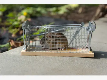 Ilustracja artykułu żywołapka na szczury – rodzaje, działanie, cena, opinie