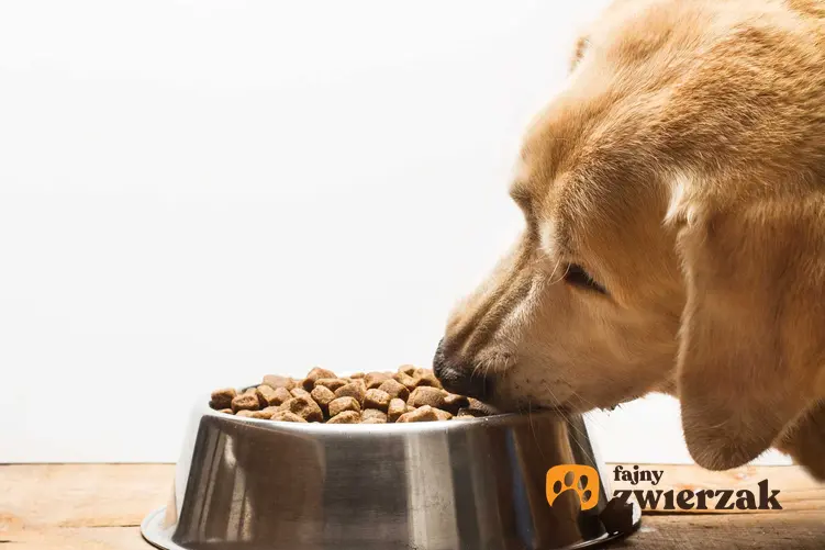 Pies jedzący suchą karmę Pedigree o bogatym składzie z miski.