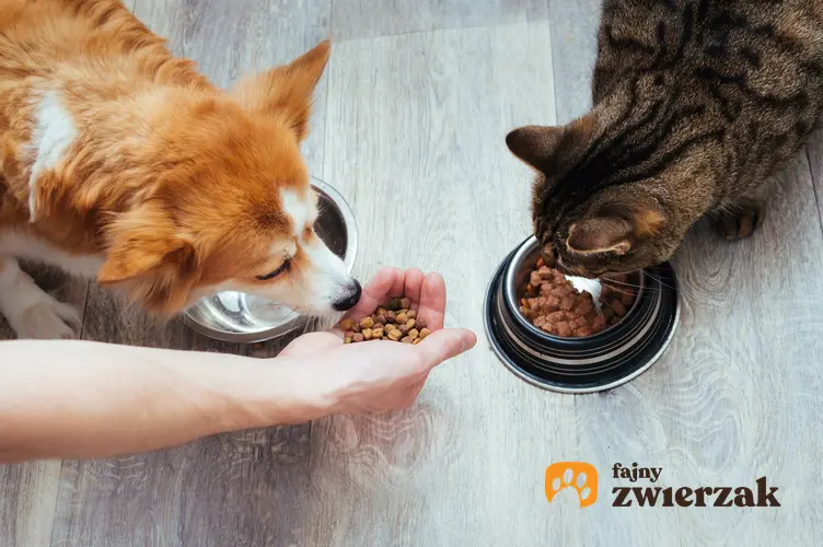 Pies i kot przy misce z karmą, a także karma dla psa i dla kota Versele Laga, jej rodzaje i dawkowanie