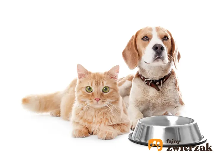 Pies i kot pzy misce na karmę oraz karma dla psa i dla kota Versele Laga, jej rodzaje i skład