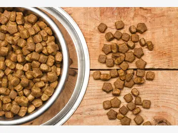 Ilustracja artykułu jaka jest najlepsza sucha karma dla psa? oto popularne produkty