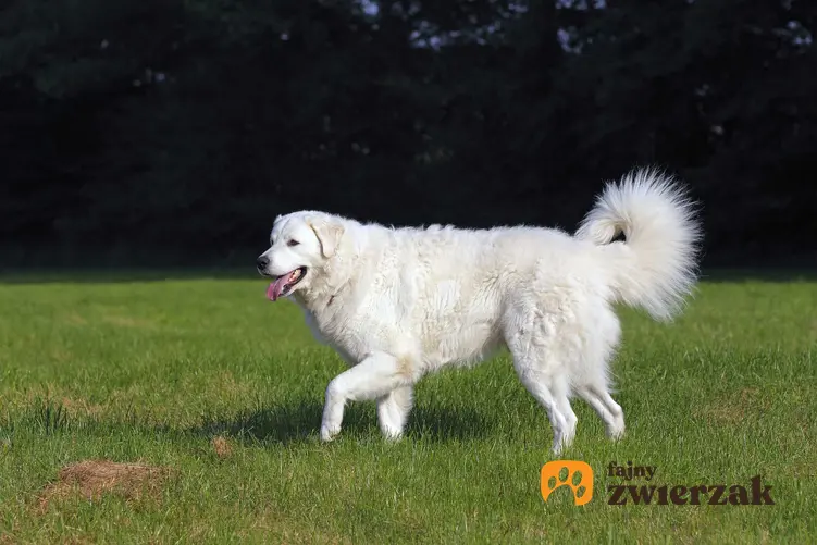 Pies rasy czuwacz słowacki na tle lasu ma długą sierść, której pielęgnacja zajmuje sporo czasu.