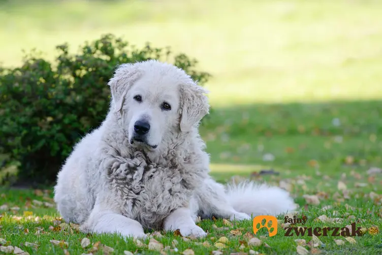 Pies czuwacz słowacki spokojnie leżący na trawie na tle zieleni ma spokojne i przyjazne usposobienie.