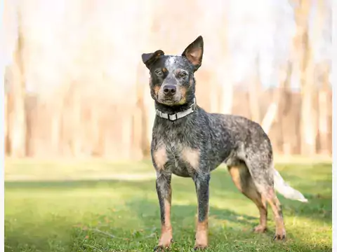 Australian Cattle Dog - opis i cena