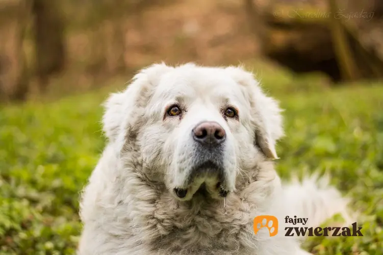 Biały pies - owczarek podhalański o długiej białej sierści leżacy na trawie.