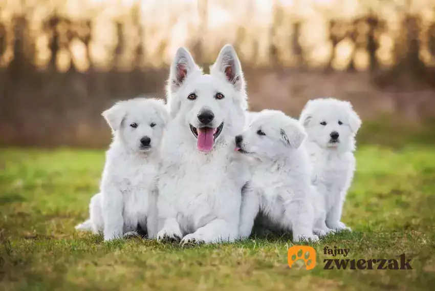 Białe psy różnych ras siedzą.