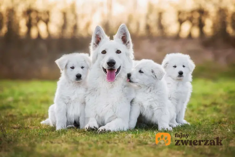 Białe psy różnych raz i wielkości siedzące na podłodze, psy o białej sierści.