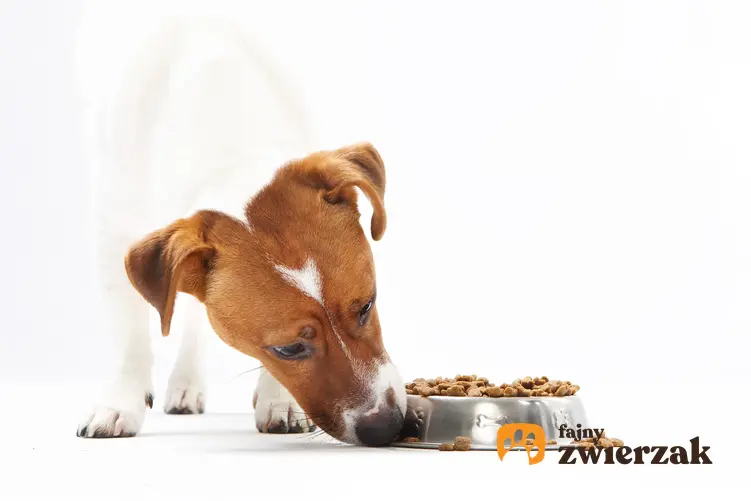 Pies przy misce z karmą, a także karma ZiwiPeak, jej skład, dawkowanie, rodzaje i cena